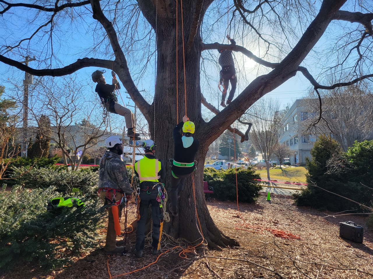 Protecting, Sustaining, Advocacy, North Carolina Urban Forest Council
